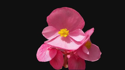 Ikebana, Fiorista a Vercelli