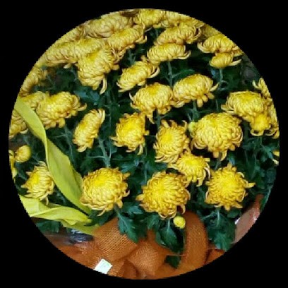 Zorloni Giuseppina Paola, Fiorista a Druento