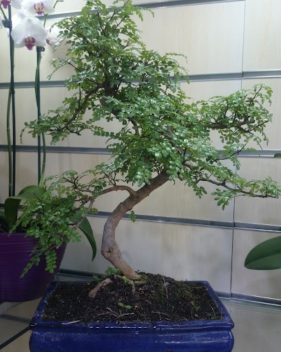 Senese Fiori Il SegnaEvento, Fiorista a Napoli