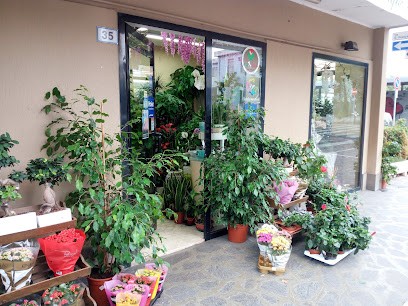 D'Amico Alida, Fiorista a Montesilvano