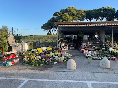 Filosi Rita, Fiorista a Anzio