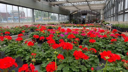 Azienda Agricola Romagnoli Maurizio, Fiorista a Borgomanero