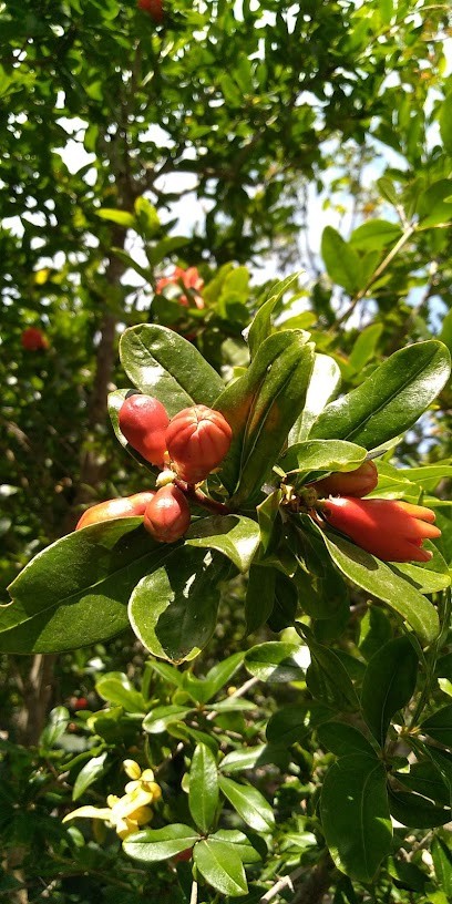 Vivai Del Salento, Fiorista a Surano