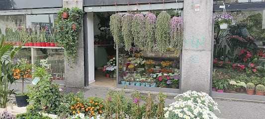 Babul fiori piante, Fiorista a Corsico