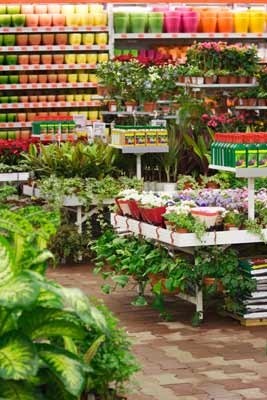 Francesco Potenza Vivai, Fiorista a Fasano