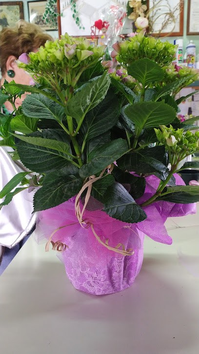 Rosafio Gaetano, Fiorista a Copertino