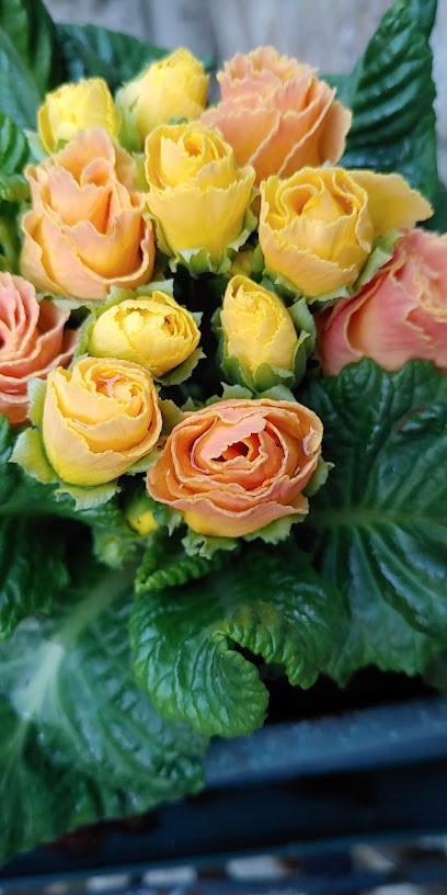 Fioreria La Trottola Di Barbara, Fiorista a Venezia