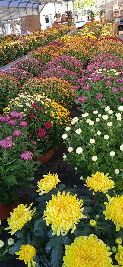 Garden Giardini Fioriti, Fiorista a Gravedona ed Uniti