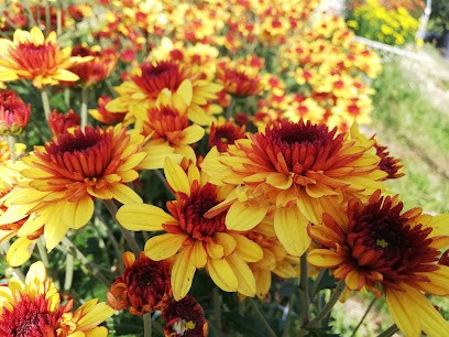 Il Giardino Di Flora, Fiorista a Grottazzolina