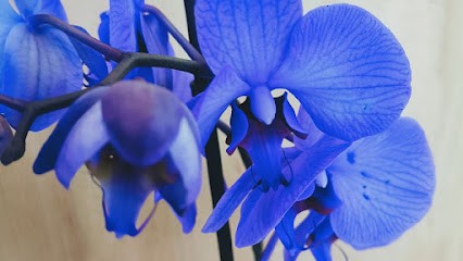 Alice In Wonderland, Fiorista a San Canzian d'Isonzo