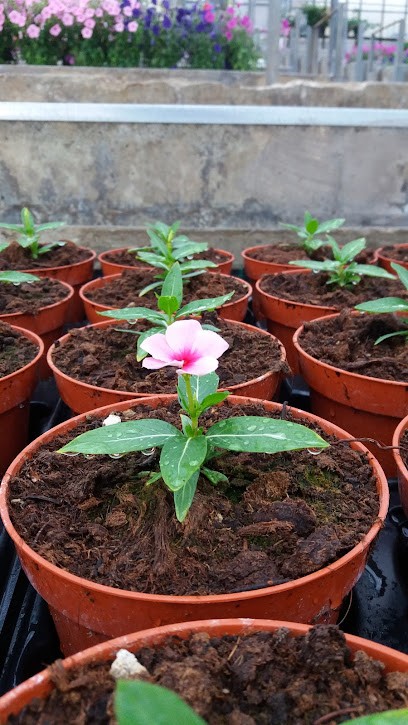 Via Val D'olivi, Fiorista a Sanremo