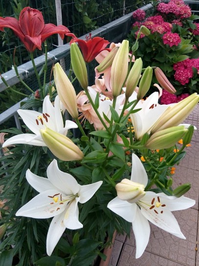 Fiori e Piante - Stefania Magliano, Fiorista a San Michele Mondovì