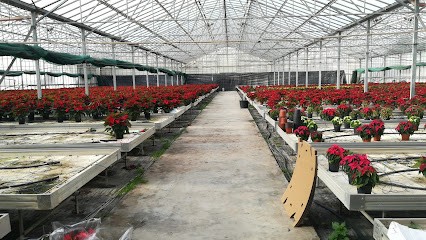 Meridianaplant Di Elviro Mannu, Fiorista a San Sperate