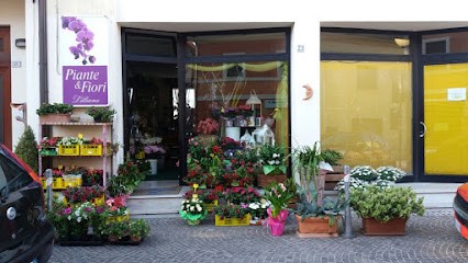 Piante e Fiori Lilliana, Fiorista a Tavullia