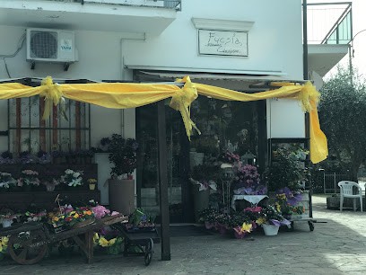 Fucsia, Fiorista a Savignano sul Rubicone