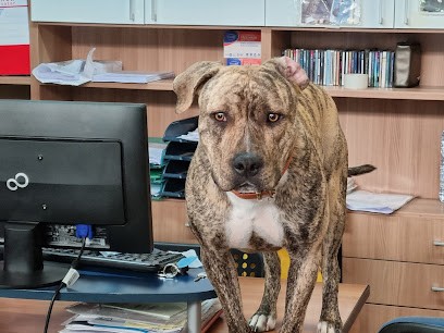 Ingrosso Fiori Salvatori Christian, Fiorista a Foligno