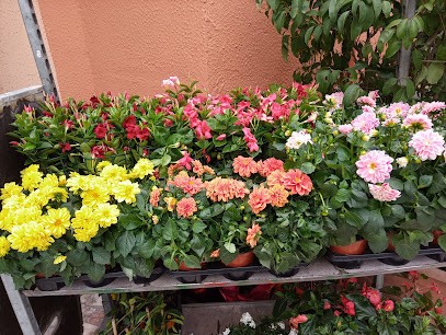 Fioraio, Fiorista a Roma