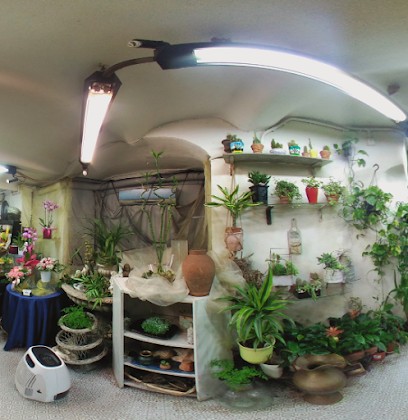 L'Angolo Fiorito Di Cavalca Giuseppina, Fiorista a Genova