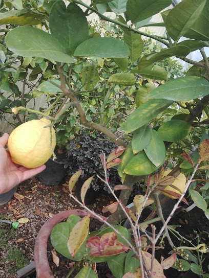Vivai Borgo Verde, Fiorista a Civita Castellana