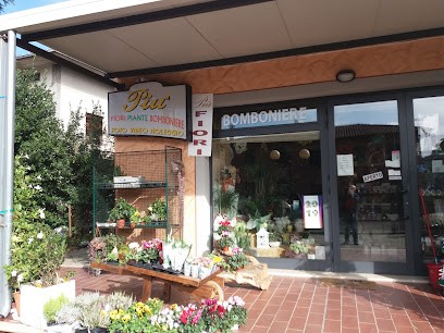 Fiori E Piante Piu' Snc, Fiorista a Cesa