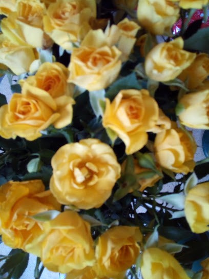 Aurora Floreale, Fiorista a Reggio di Calabria