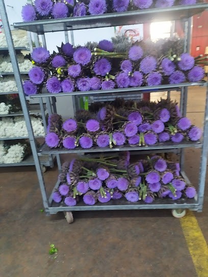 Florsud Srl, Fiorista a Sanremo