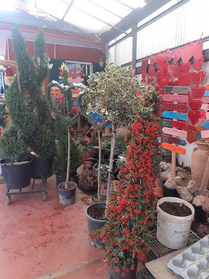 Fiori Marino Di Viscardi Maria, Fiorista a San Marzano sul Sarno