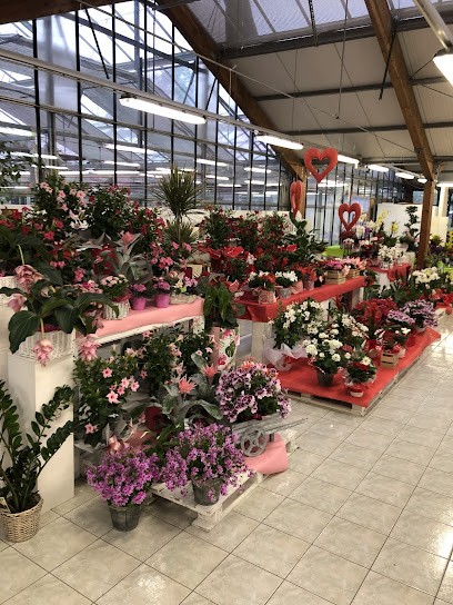 Petali & Pensieri, Fiorista a Romagnano Sesia