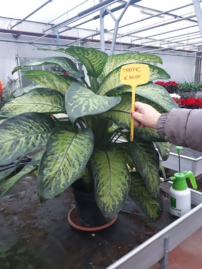 Baronchelli Angelo, Fiorista a Pavone del Mella