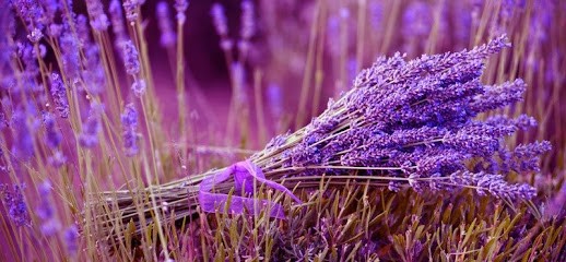 Fioreria Fiori In Rete, Fiorista a Conegliano