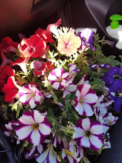 Baffioni Gianfranco, Fiorista a Santa Marinella