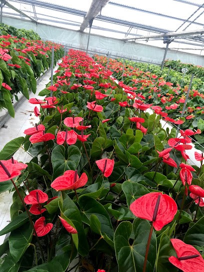 Vitagliozzi Nicola, Fiorista a Torre del Greco