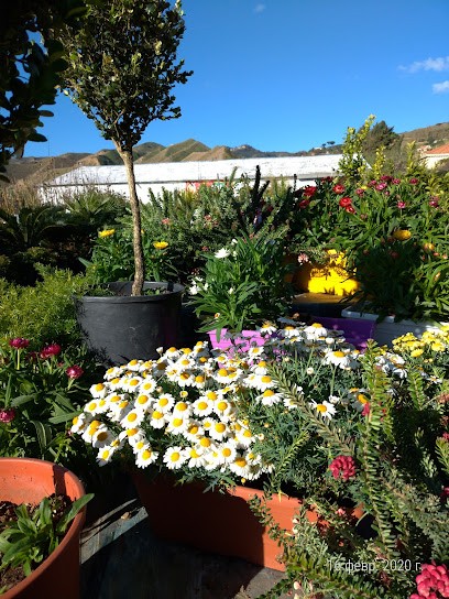 Vivai Pandolfino, Fiorista a Messina