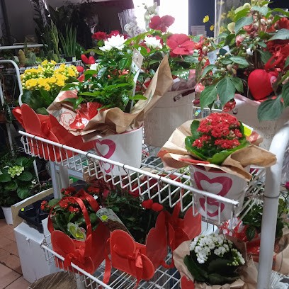 Il Quadrifoglio, Fiorista a Sersale