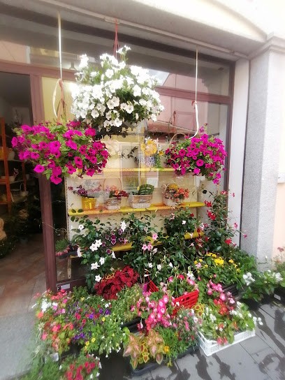 Fiori freschi locali da Rajaà, Fiorista a Ploaghe