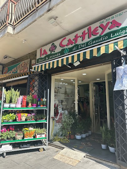 La Cattleya Fiori E Piante, Fiorista a Scafati