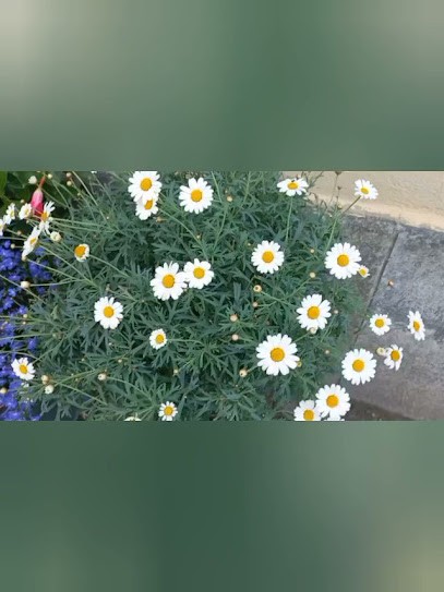 L'Erica, Fiorista a Peveragno