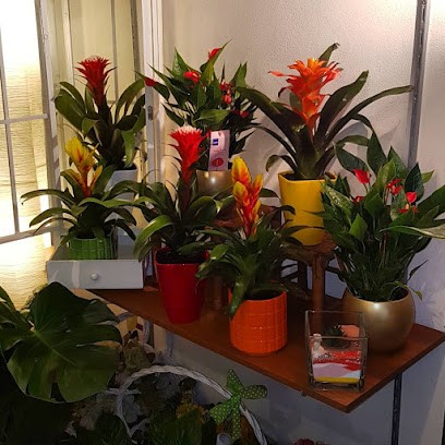 Piante E Fiori Di Buscemi Barbara, Fiorista a Palermo