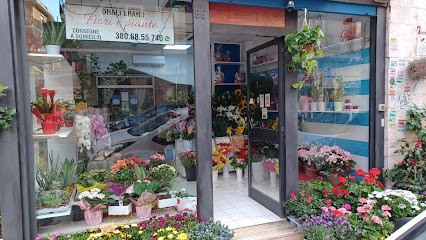 DHALI BRAND Fiori E Piante Da Jasim Uddin Dhali, Fiorista a Roma