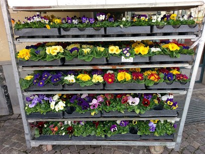 Provini F.Lli (S.N.C), Fiorista a Novi Ligure