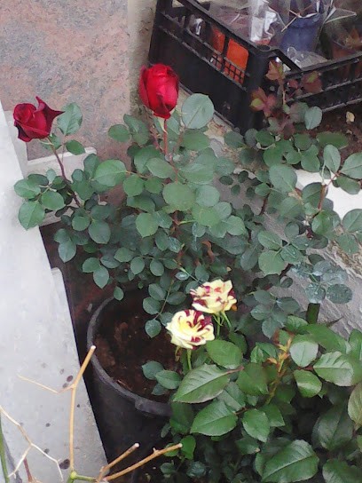 La Veranda Di Elena, Fiorista a Francofonte