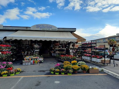 Il Glicine | Fiori E Piante Di Tollapi Daniela, Fiorista a Grosseto
