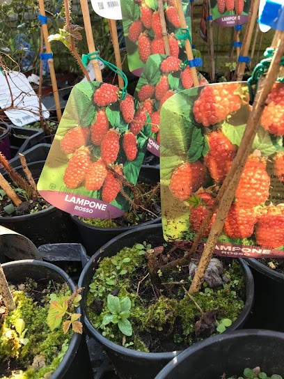 Giraudi Nicola Antonio, Fiorista a Ovada