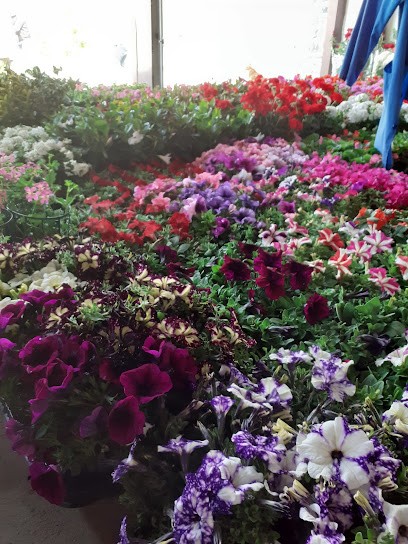 Il Ciclamino, Fiorista a Pievepelago