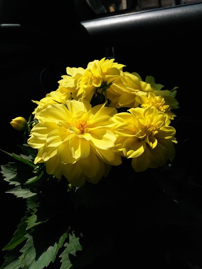 Floricoltura S. Vincenzo, Fiorista a Trescore Balneario