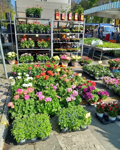 Provini Edoardo, Fiorista a Carpaneto Piacentino