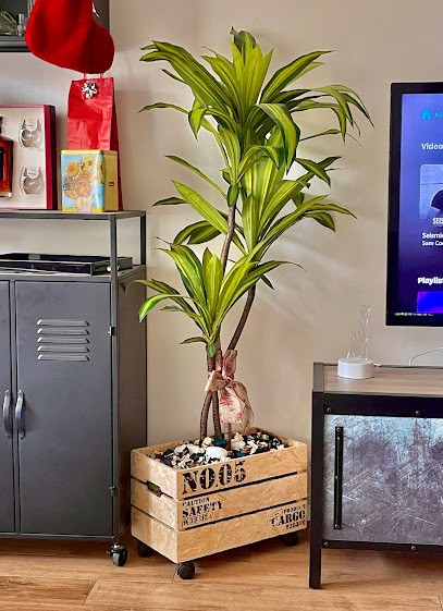 Campo Dei Fiori, Fiorista a Barletta