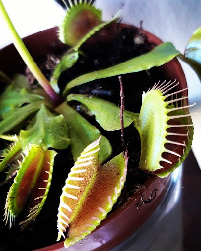 Cau Luciana, Fiorista a Isili