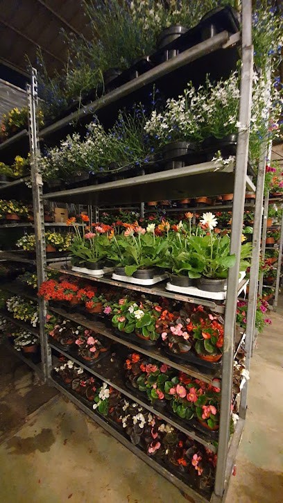 KAMAL PIANTE E FLORI, Fiorista a Palermo