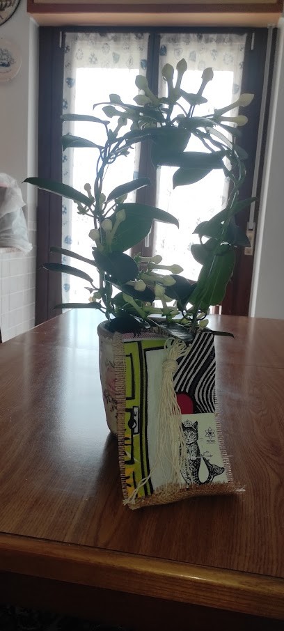 Frores Di Giuseppe Flore, Fiorista a Nuoro